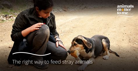 The right way to feed stray animals - Animal Matter To Me