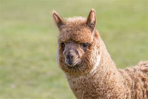 Facts About Alpacas | Live Science