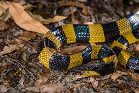 Banded krait (Bungarus fasciatus)