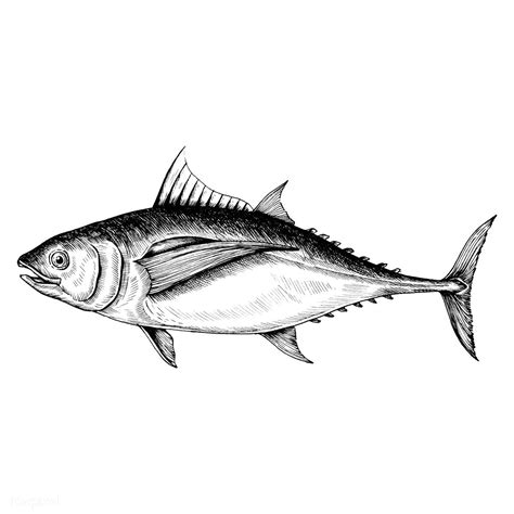 Hand drawn tuna fish | premium image by rawpixel.com | Fish drawings ...