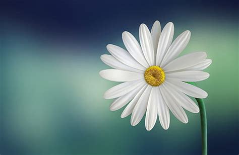 HD wallpaper: white daisy flowers, nature, plants, daisies, depth of field | Wallpaper Flare