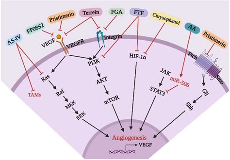 Frontiers | Novel Angiogenic Regulators and Anti-Angiogenesis Drugs Targeting Angiogenesis ...