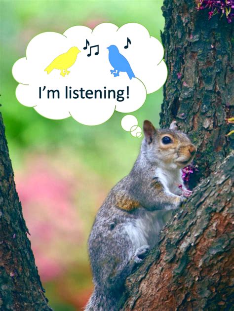 Eavesdropping Squirrels: Bird Chatter Acts as Signal for Safety | Sci.News