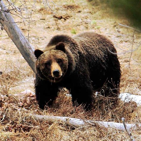 Pictire I took of Grizzly Bear in Yellowstone. : r/pics