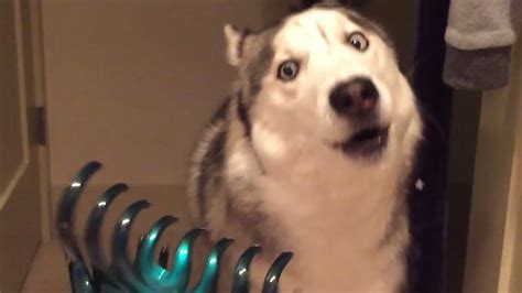 30 Incredible Huskies | Funny Dog Video Compilation 2017 - YouTube