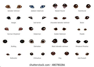 Vector Set Cartoon Dog Eyes Isolated: เวกเตอร์สต็อก (ปลอดค่าลิขสิทธิ์ ...