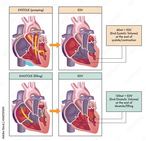 Medical illustration of the two main phases of the cardiac cycle, systole and diastole, with ...