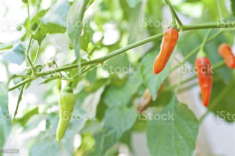 Hot Chili Peppers Growing Stock Photo - Download Image Now - Chili ...