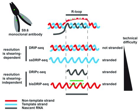 Dna Rna Concept Map