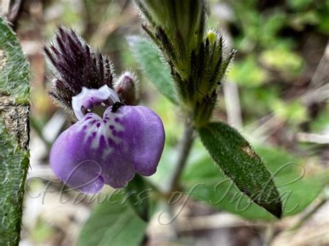 Justicia procumbens - Alchetron, The Free Social Encyclopedia