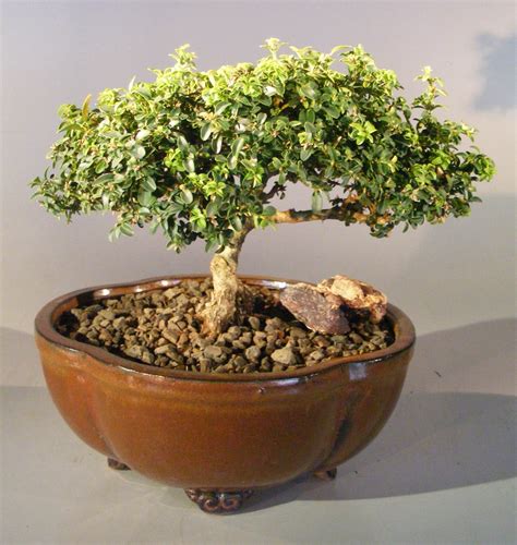 Japanese Kingsville Boxwood Bonsai Tree(buxus microphylla compacta)