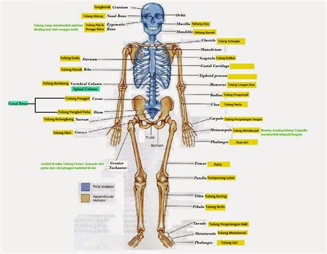 Materi PP: Anatomi Tubuh | PMR GAHITA