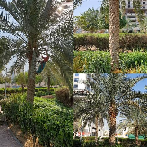 How to trim a palm tree?