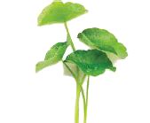 Centella Asiatica Extract: Skin Rejuvenation - Gracious Organic