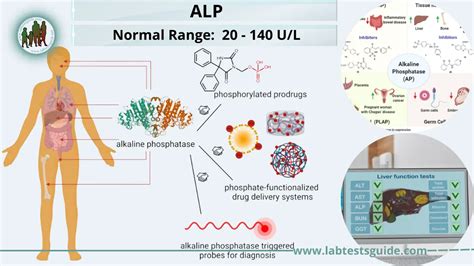 ALP Test Purpose, Procedure, Results Interpretation and more