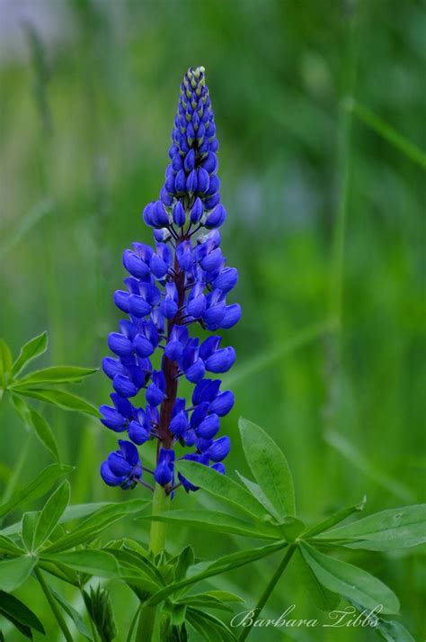 Wild Blue Lupine (With images) | Lupine flowers, Blue flowers, Flower garden plans