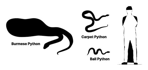 Carpet Python Size Comparison | www.resnooze.com