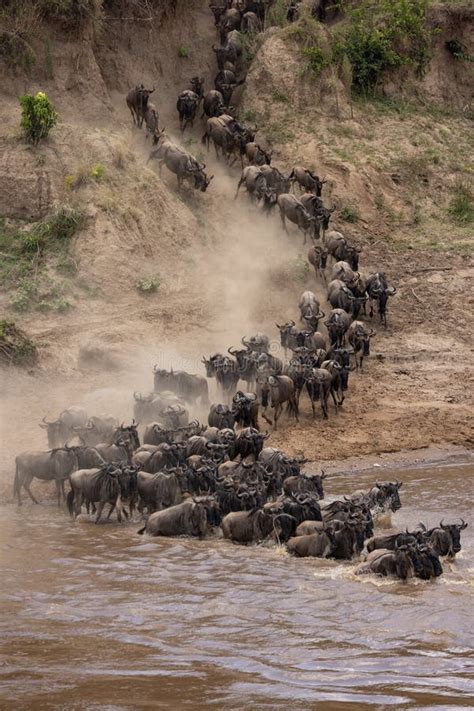 The Great Wildebeest Migration in Kenya, Africa Stock Image - Image of great, male: 233117453