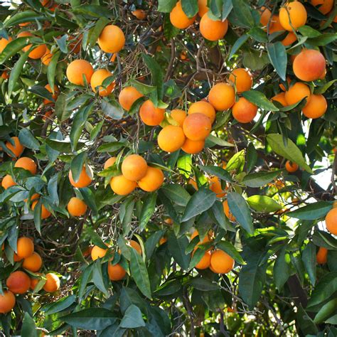 Moro Blood Orange Tree Height 2 3 FT Ship Method Delivery At LemonFire.com