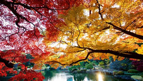 Les Japonais et le culte de la nature - National Geographic | Autumn landscape, Best places to ...