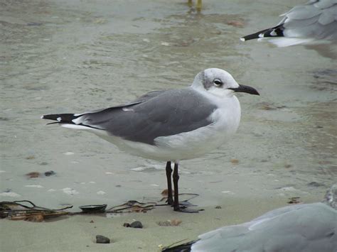 Gull Species??? 0357 | Flickr - Photo Sharing!