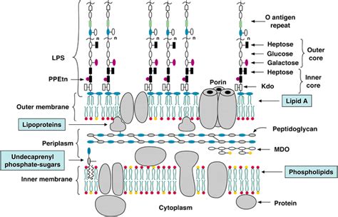 O antigens; O-Specific Polysaccharides