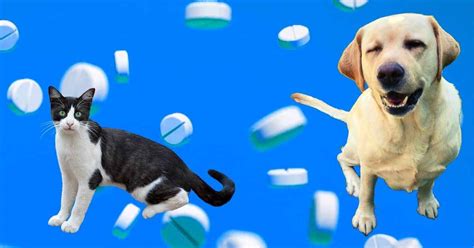 Prednisolone In Dogs | Side Effects & Dosage | Walkerville Vet