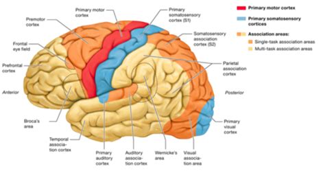 Precentral Gyrus Location : Human Brain Image Photo Free Trial Bigstock - The medial area of the ...