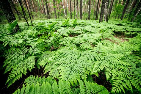 Pteridophytes (Spore Producing Plants: Ferns and More) - Earth.com