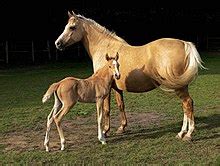 Palomino - Wikipedia