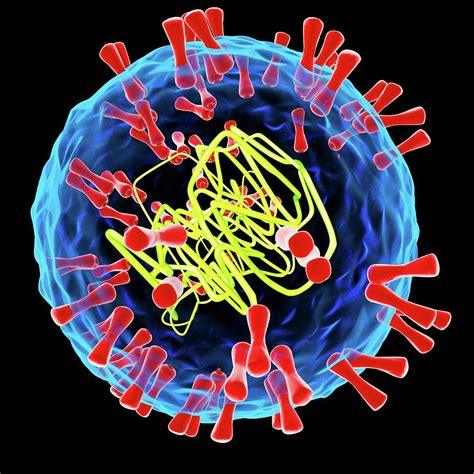 Herpes Simplex Virus