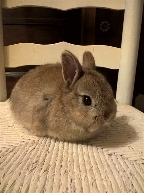 Netherland Dwarf rabbit Rabbits For Sale | Floral City, FL #184453