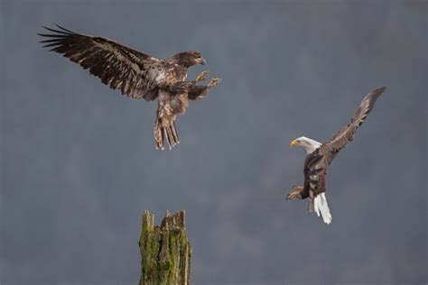 Golden Eagle Wingspan: How Big It Is & How It Compares to Other Birds - Optics Mag