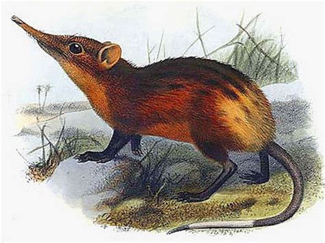 10 Incredible Elephant Shrew Facts - A-Z Animals