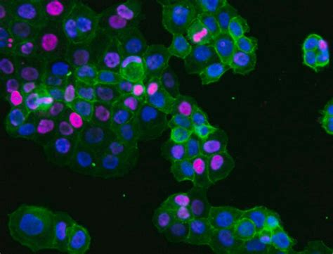 Sheep Anti-Mouse IgG Antibody, Species absorbed, Cy5 Conjugate | Sigma ...