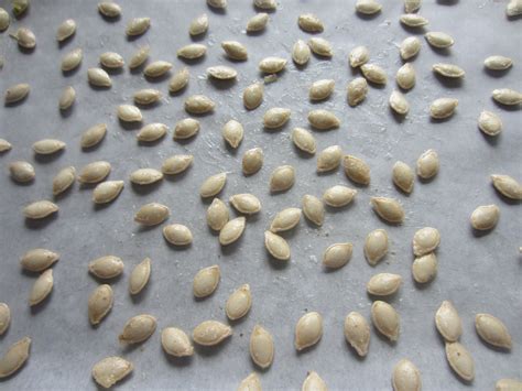 Roasted Squash Seeds - Plant Trainers