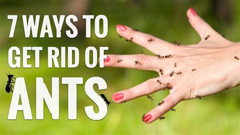 7 Genius Ways to Get Rid of ANTS! - YouTube