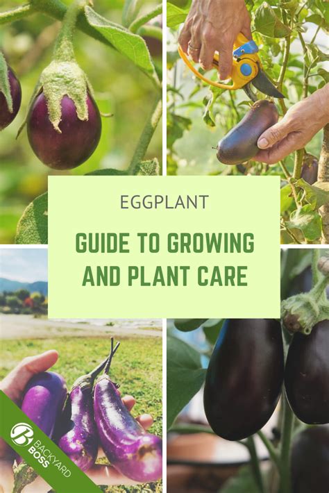 How to Grow Eggplant: Top Tips for Planting Eggplant | Garden vegetable ...