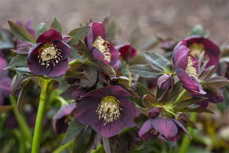 How to Grow and Care for Hellebore (2022)