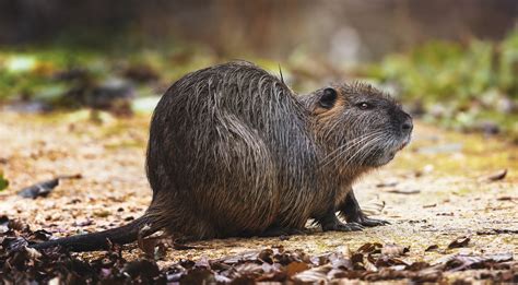 Invasive Species Profile: Nutria (Myocastor coypu) – Herrera