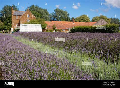 Norfolk lavender, heacham hi-res stock photography and images - Alamy