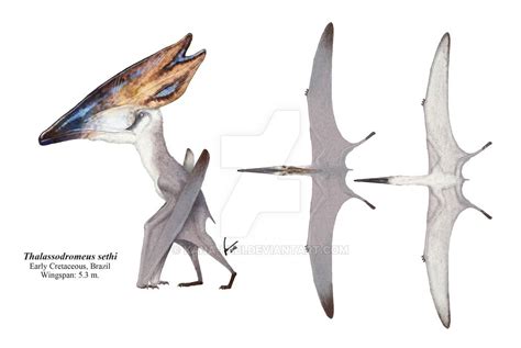 One more pterosaur. This time is Thalassodromeus sethi with its double-lobed crest ...