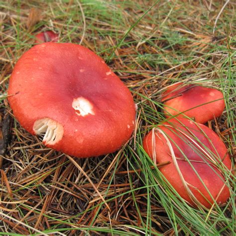 An Austin Homestead: Wild Edibles: Mushrooms