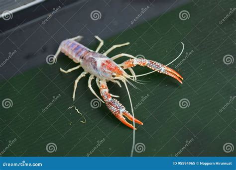 Australian Red Claw Crayfish Royalty-Free Stock Photography | CartoonDealer.com #95594933