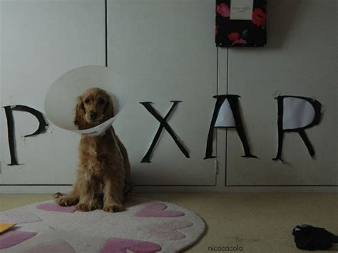 "I do not like the Cone of Shame!" | Funny animals, Poor dog, Animals