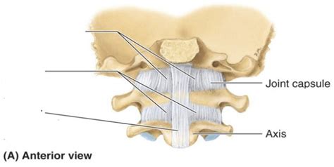 Atlanto-occipital joint Diagram | Quizlet