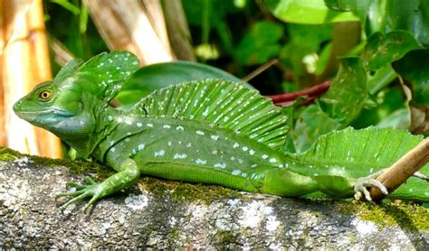 Green Basilisk Care - Information, Enclosure, Diet & Health - Pets With ...