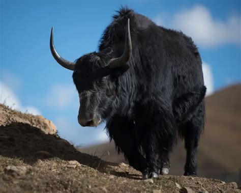 Wild Yak - Facts, Diet, Habitat & Pictures on Animalia.bio