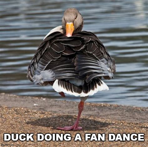 Dancing Duck Memes