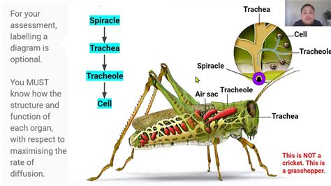 Overview of the Cricket Tracheal System (Video 7 in 2.3 Series) - YouTube